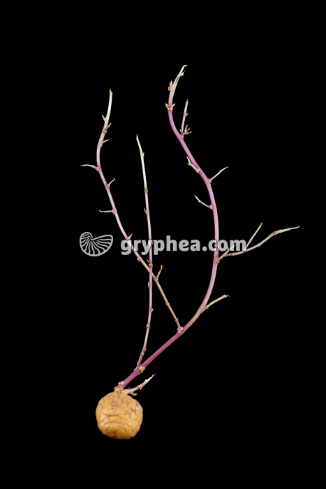 Pomme de terre germée - gryphea.org